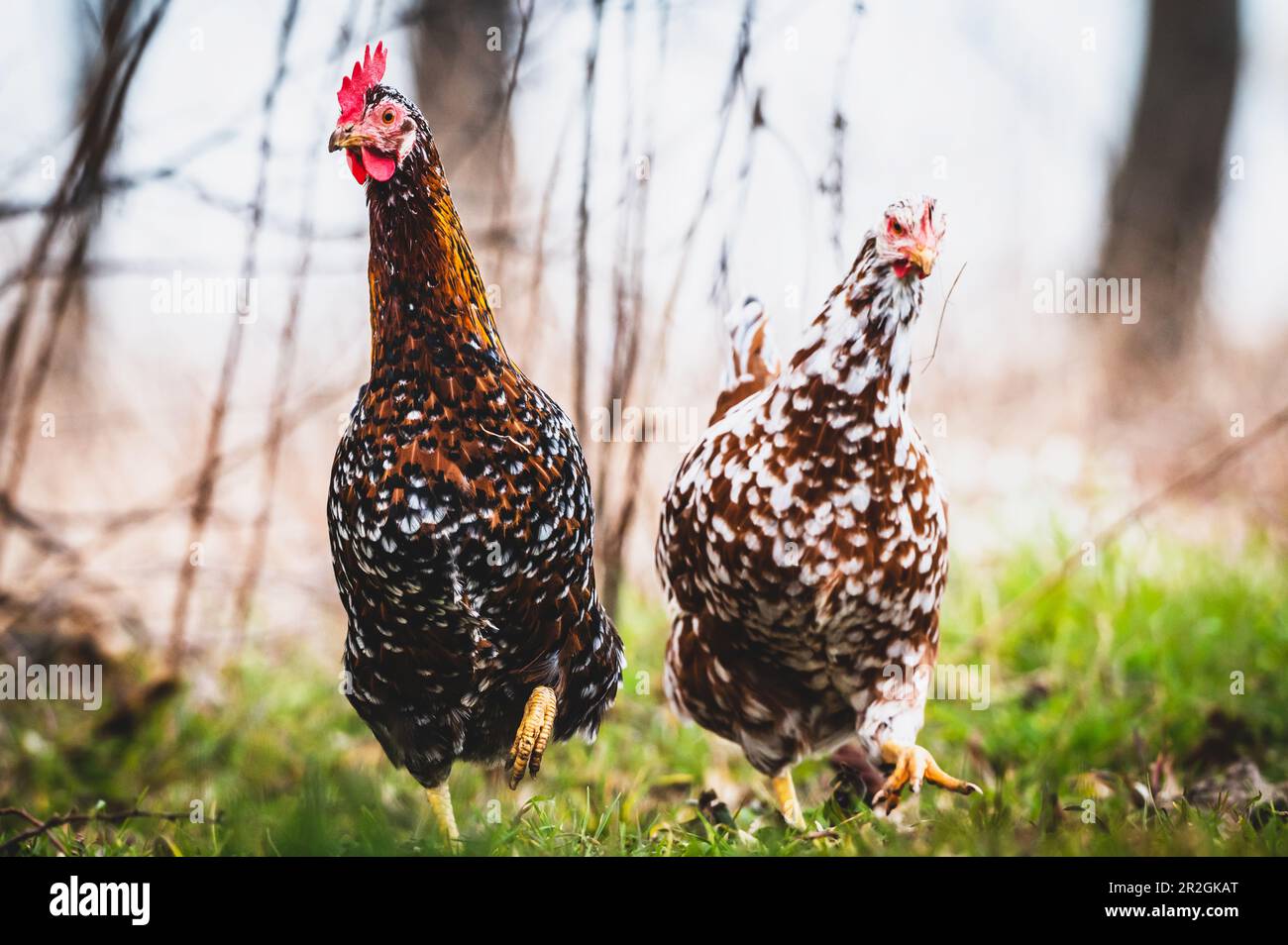 Pollo Walk, 2 galline da fiore svedesi in esecuzione, animali, polli, agricoltura, giardino Foto Stock