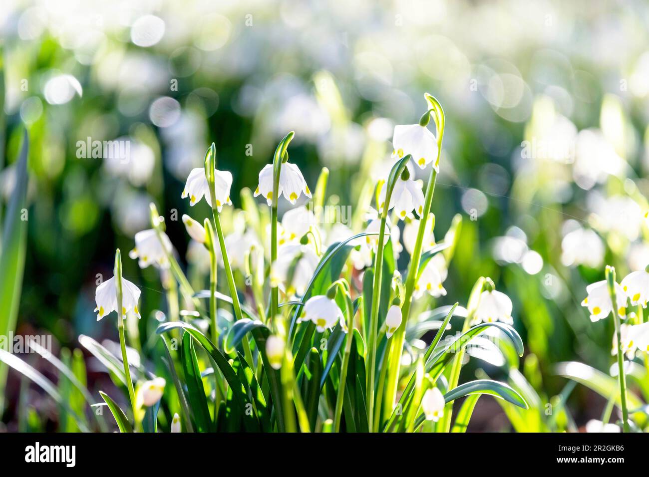 Marzo tazza alla luce del sole con bokeh, blu precoce, fiori, foresta, giardino Foto Stock