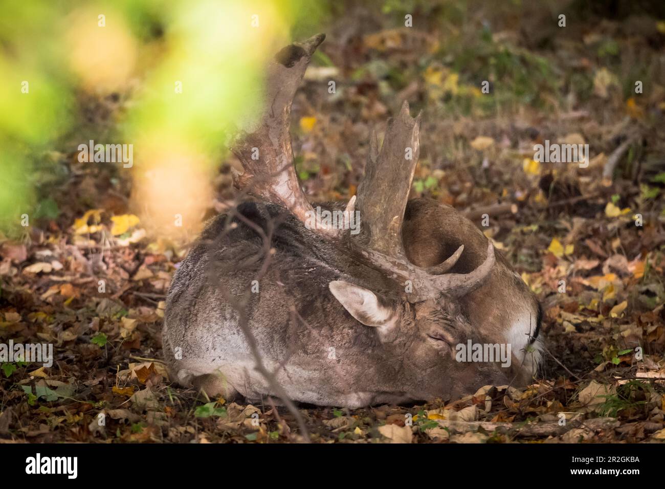 Il daino addormentato nella stagione della rutting, la selvaggina, la foresta, la caccia, la rutting Foto Stock