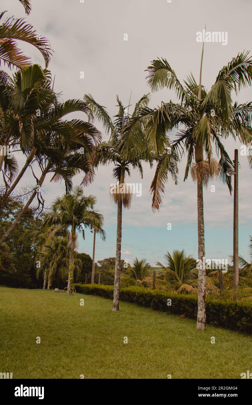 alberi di cocco allineati nel giardino Foto Stock
