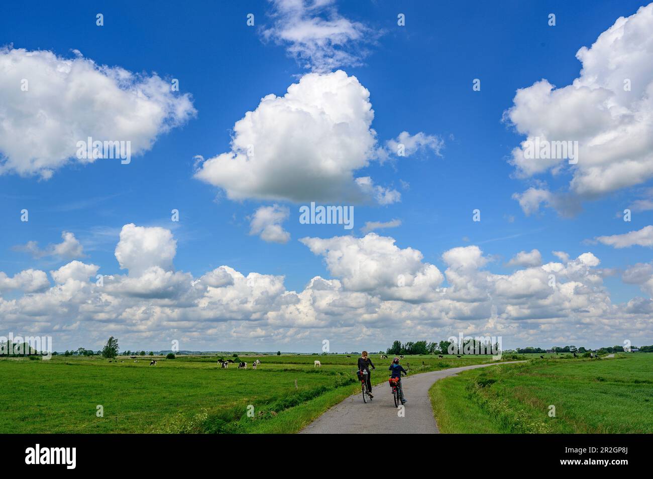 In bicicletta lungo l'Eider, natura e paesaggio lungo l'Eider, Frisia del Nord, Costa del Mare del Nord, Schleswig Holstein, Germania, Europa Foto Stock