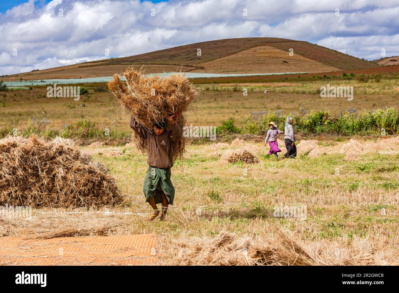 In un campo in Myanmar, un agricoltore porta riso agli altri agricoltori per la trebbiatura Foto Stock