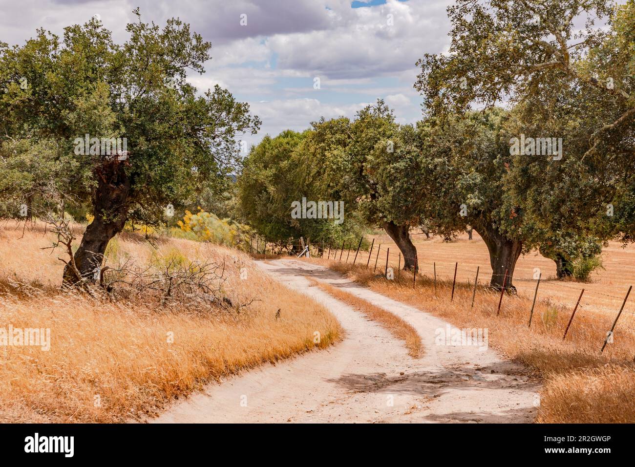 Cork alberi lungo una strada sterrata nella savana-come portoghese Alentejo, penisola iberica Foto Stock