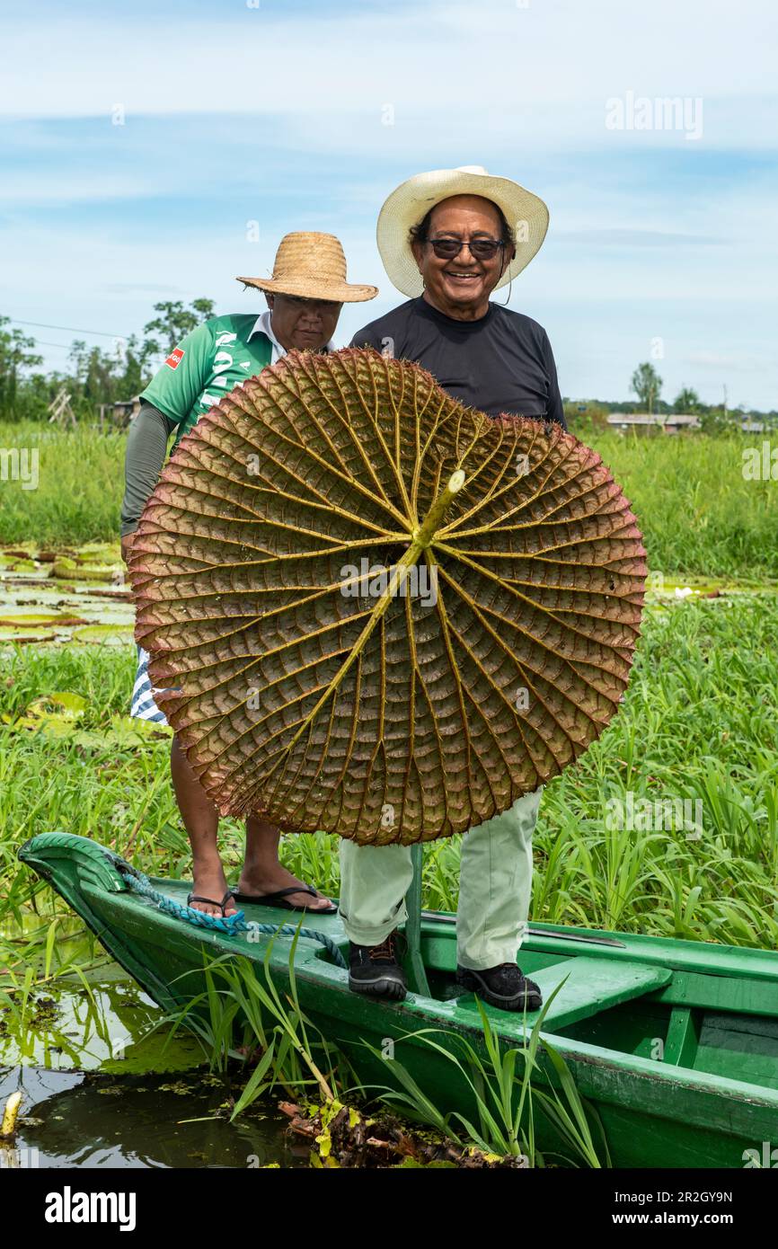 Due guide naturiste brasiliane in piedi in una canoa in piroga di legno che mostra la parte inferiore della foglia del giglio d'acqua Victoria amazonica (famiglia Nymp Foto Stock