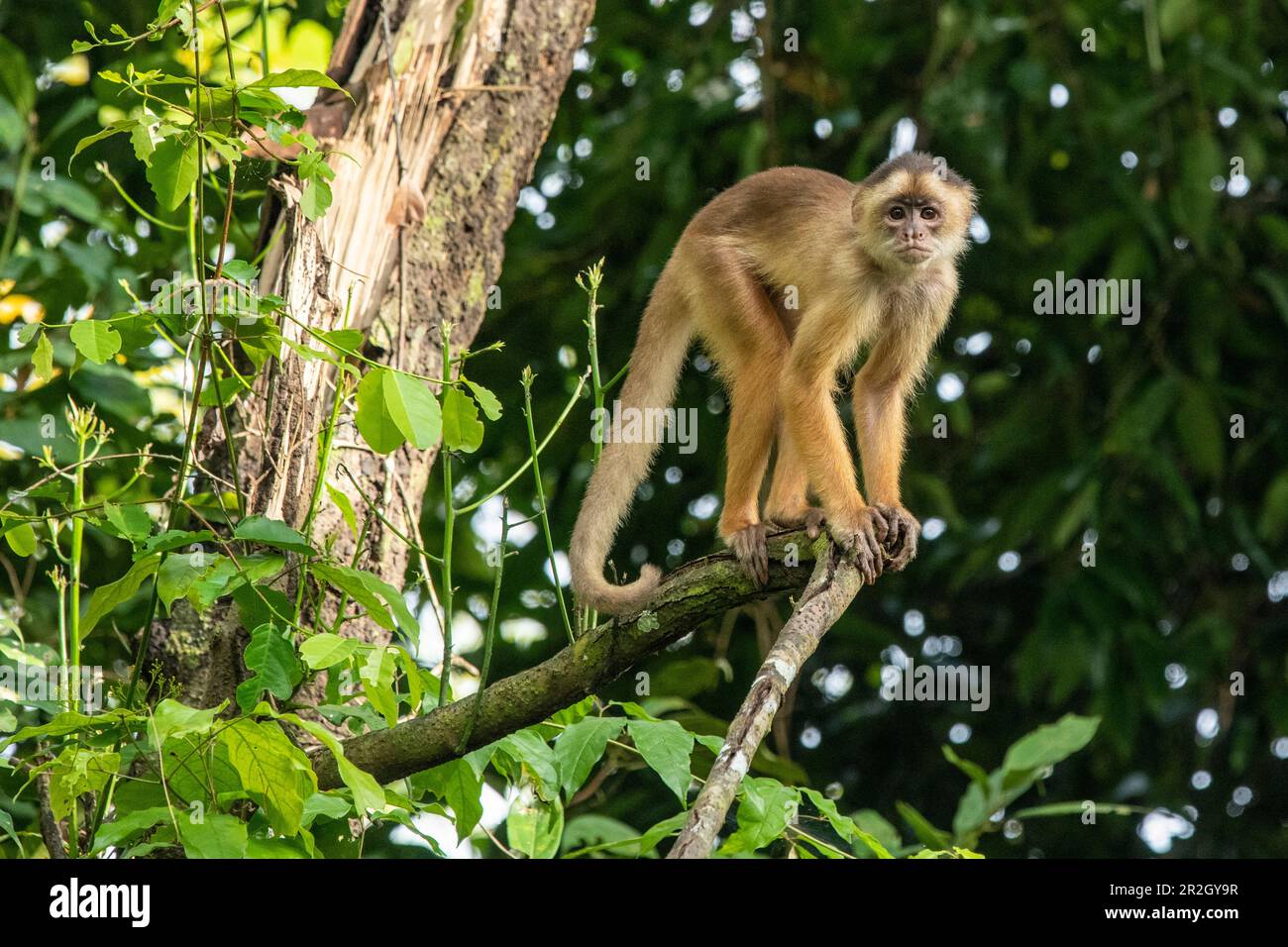 Una scimmia cappuccina (sottofamiglia Cebinae) si trova su un ramo mentre guarda verso la macchina fotografica, vicino Manaus, Amazon, Brasile, Sud America Foto Stock