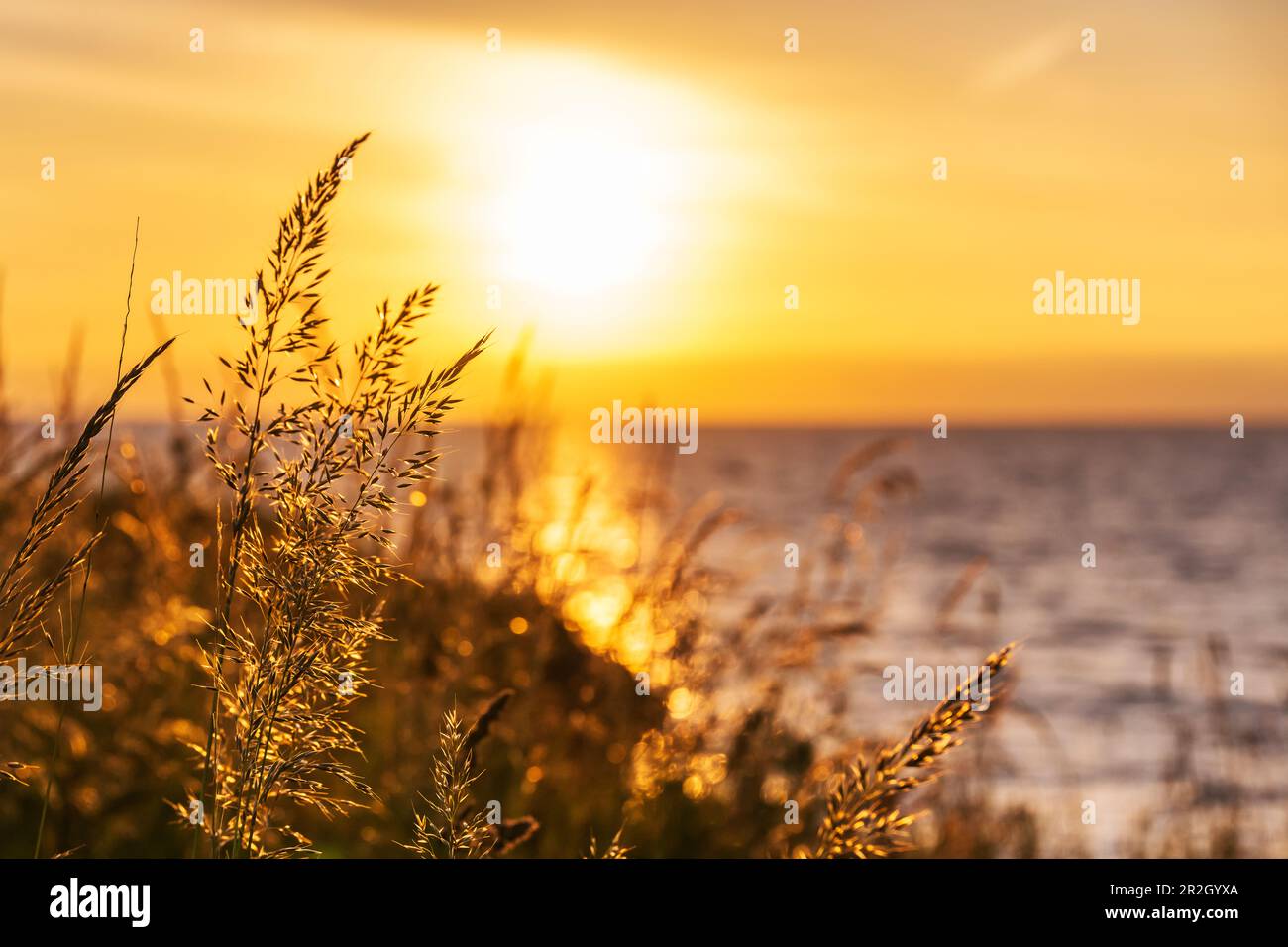 Erbe nella luce serale sul mare, Mar Baltico, Ostholstein, Schleswig-Holstein, Germania Foto Stock