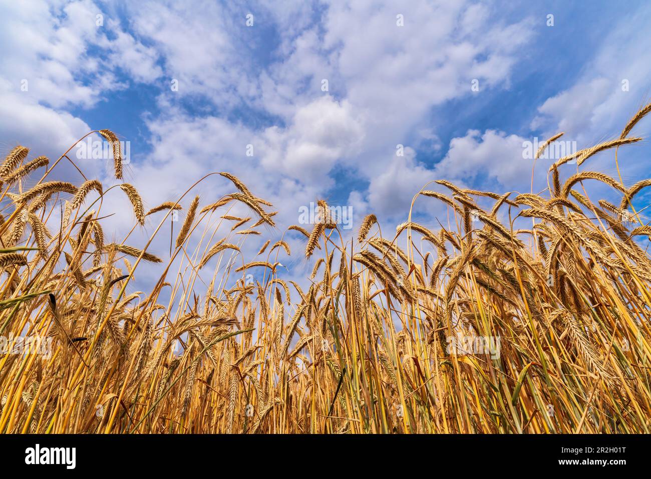 Nuvole estive che si sgrifano su un campo di mais maturo, Baviera, Germania Foto Stock