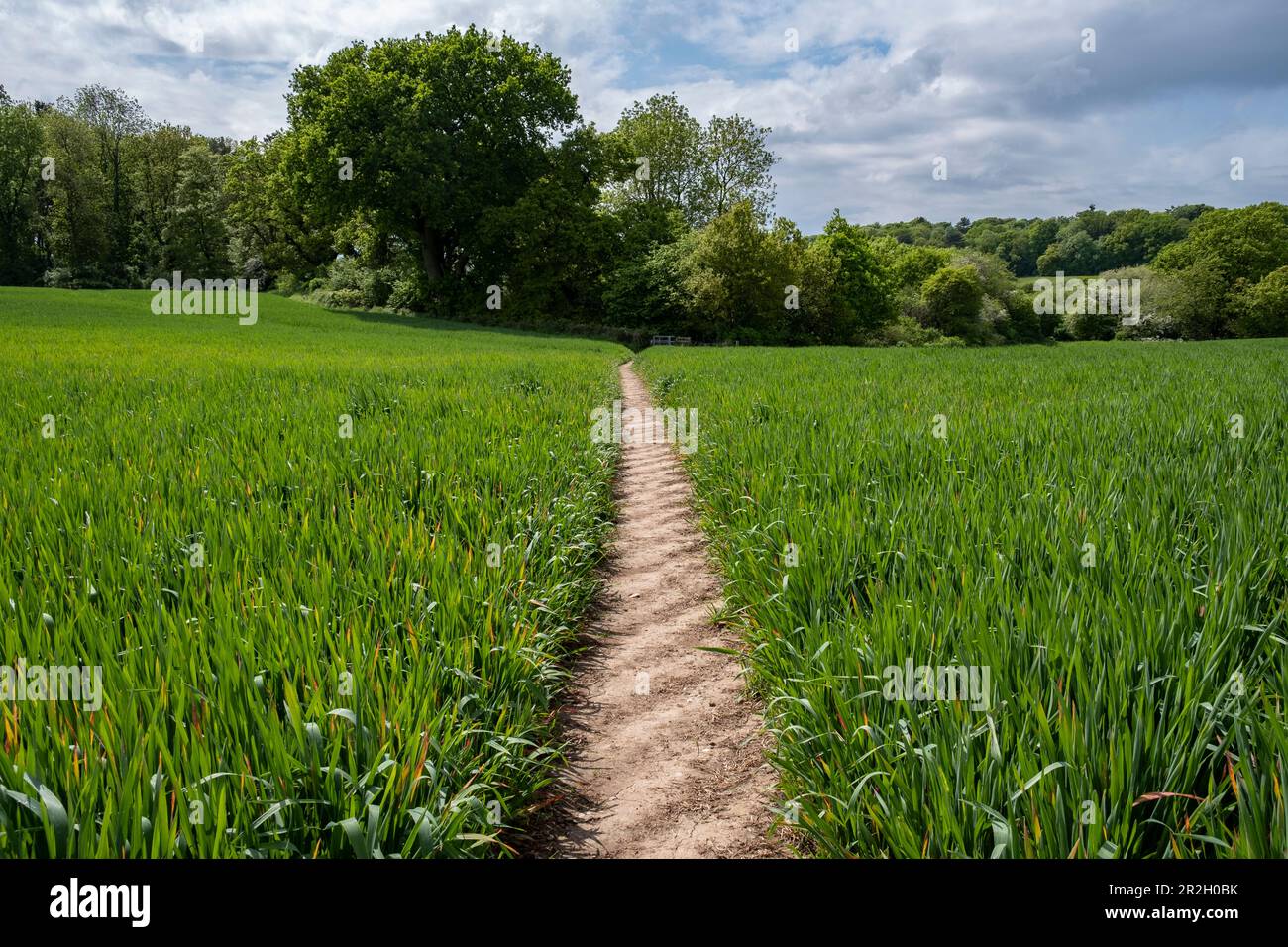 Un sentiero pubblico che attraversa un campo di mais nella campagna del Worcestershire, Inghilterra. Foto Stock