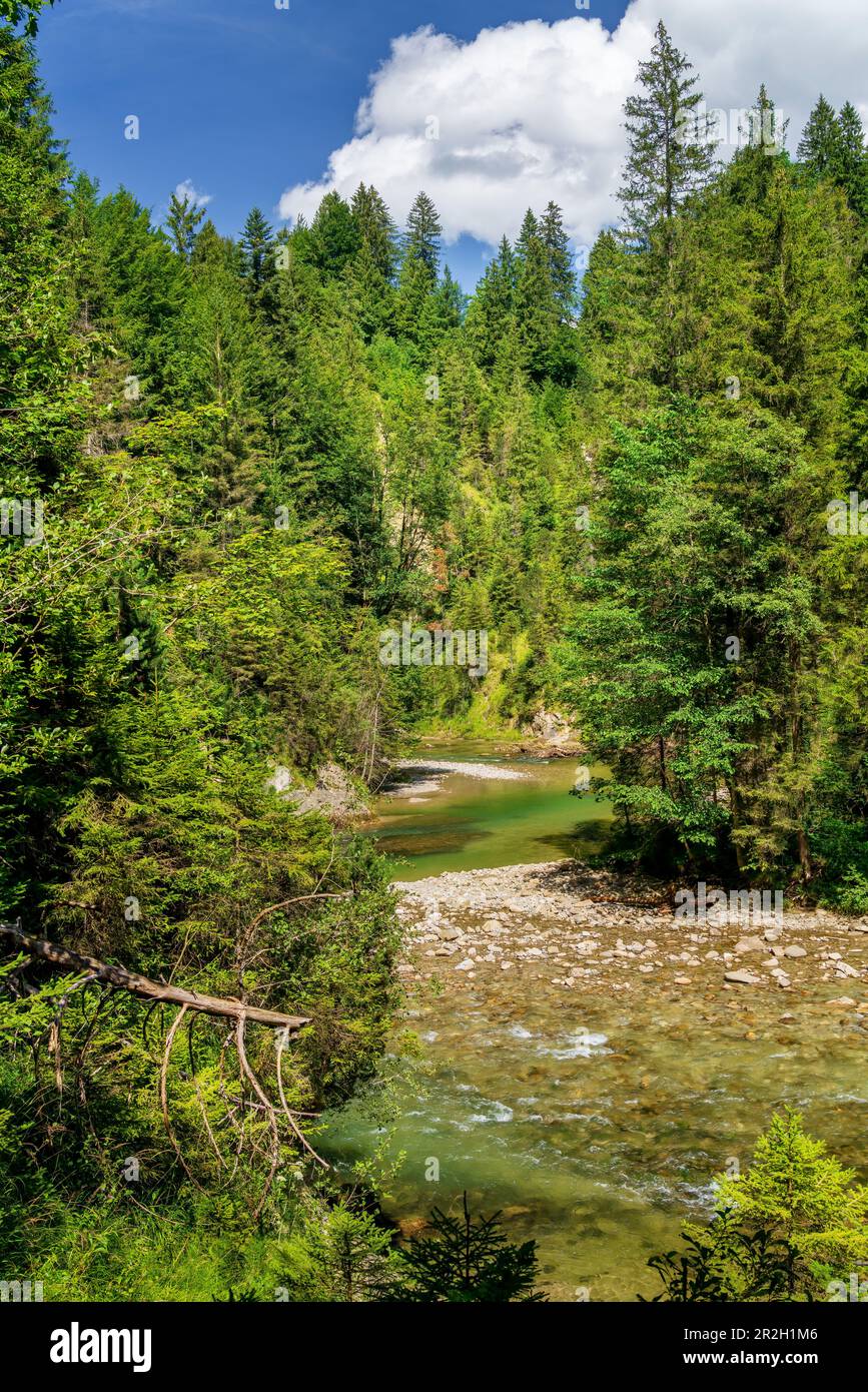 Nella selvaggia e romantica gola di Ammer vicino a Saulgrub, quartiere di Garmisch-Partenkirchen, colline alpine bavaresi, alta Baviera, Baviera, Germania, UE Foto Stock