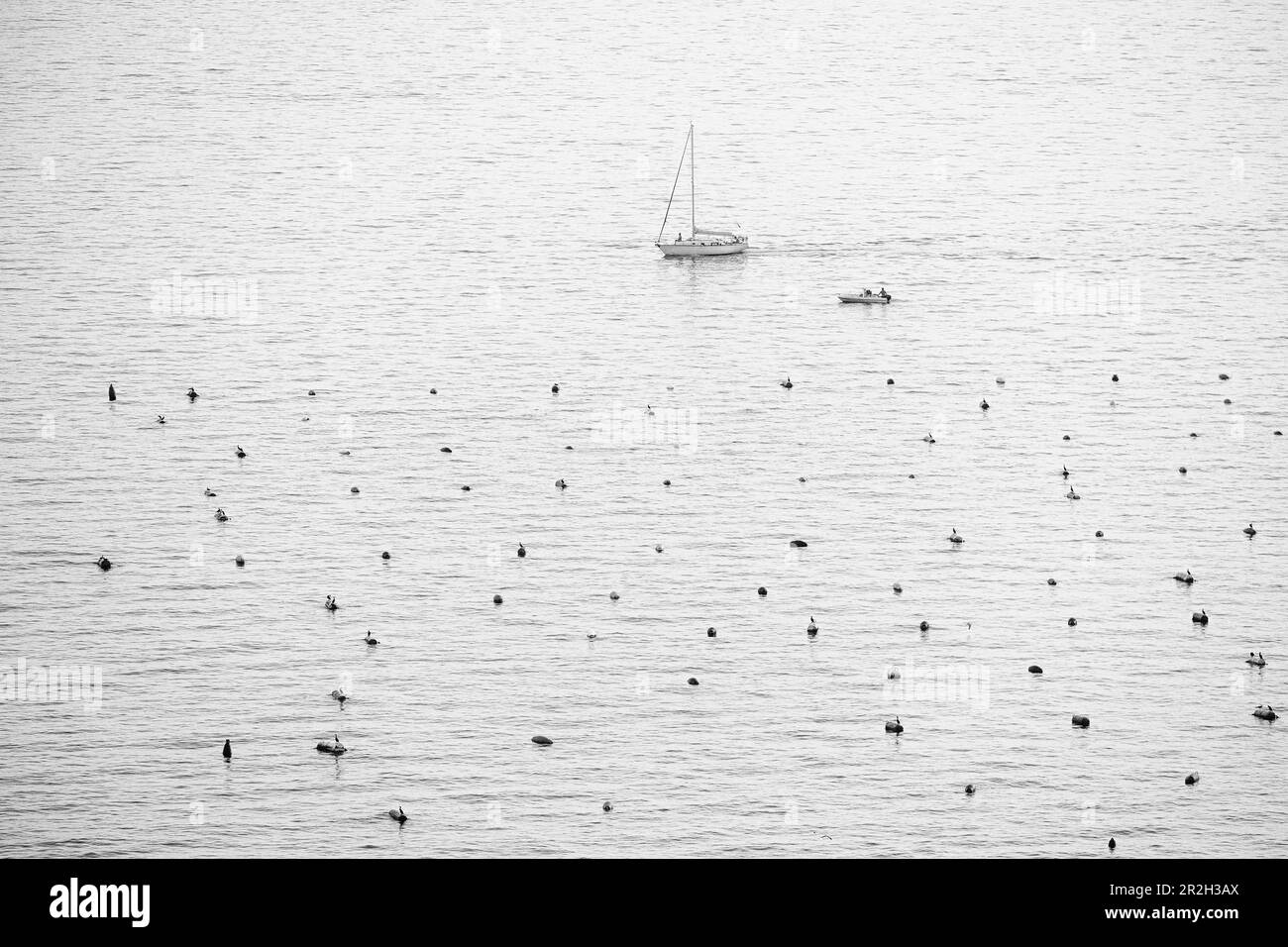 Nave a vela nel Golfo di Trieste, Trieste, Friuli-Venezia Giulia, Italia Foto Stock