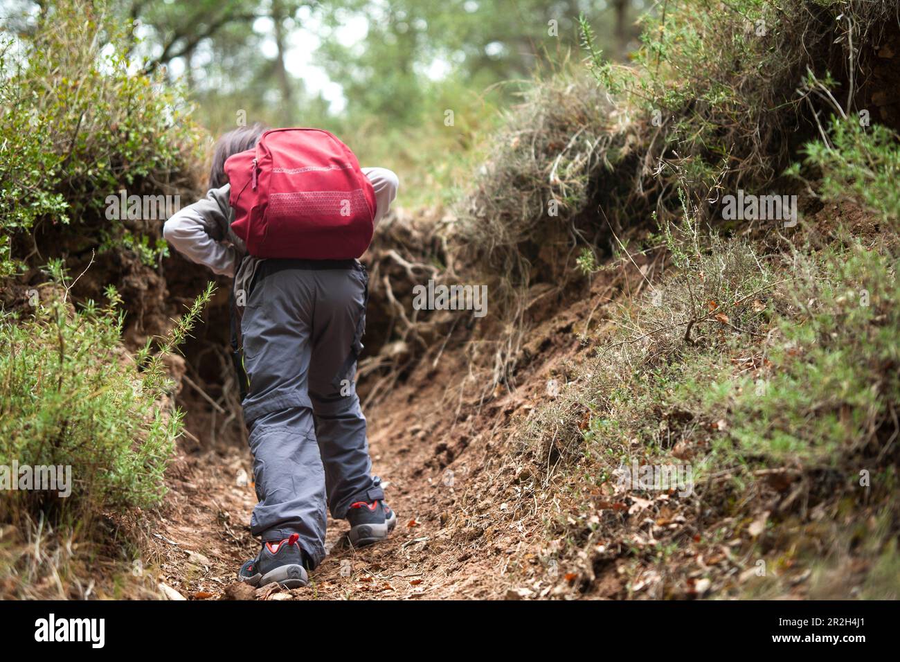 Un bambino con uno zaino sale un sentiero attraverso il cuore di una foresta, abbracciando lo spirito di avventura tra l'abbraccio della natura. Foto Stock