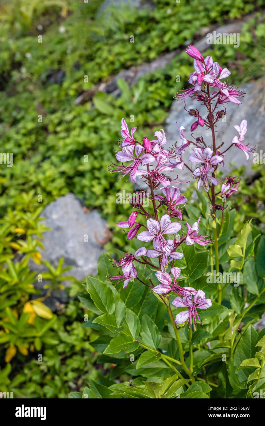 alghe da fuoco a foglia stretta (Epilobium angustifolium) nel giardino alpino dello Schatzalp vicino a Davos; Grigioni; Svizzera Foto Stock