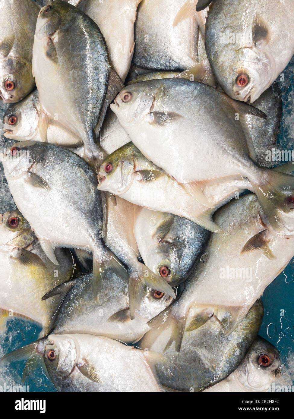 Pesce pomfret d'oro in mostra nel mercato del pesce Foto Stock