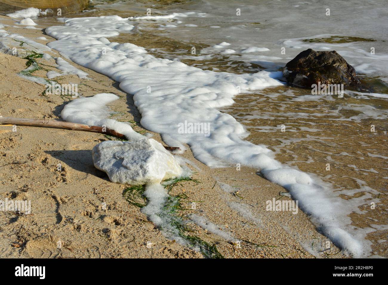 Inquinamento marino, grande quantità di schiuma marina sulla riva portata dalle onde Foto Stock