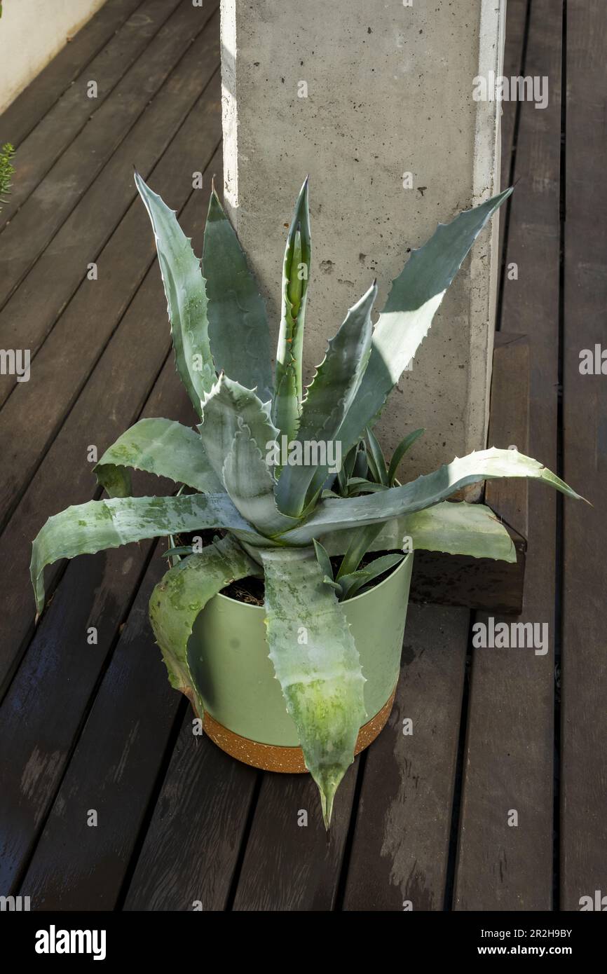 L'Aloe è una pianta sempreverde, probabilmente originaria della Penisola Araba, ma cresce in modo selvaggio in climi tropicali, semi-tropicali e aridi di tutto il mondo Foto Stock