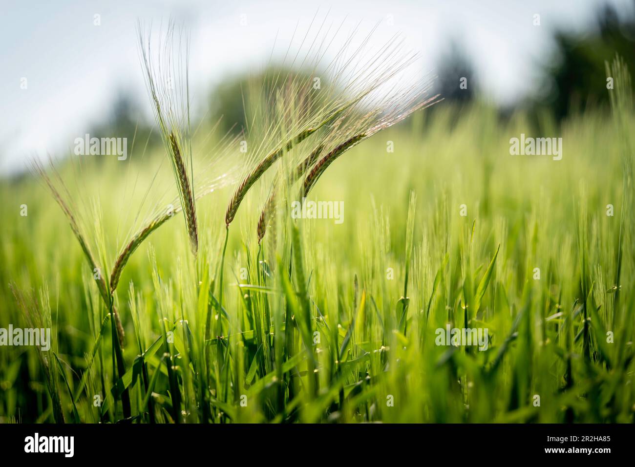 Campo agricolo di coltivazione, grano verde raccolto in primavera Foto Stock