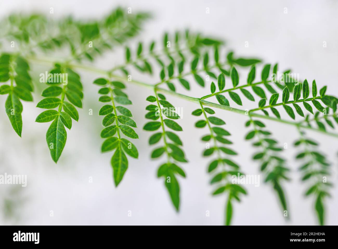 Particolare delle foglie verdi di felce Foto Stock