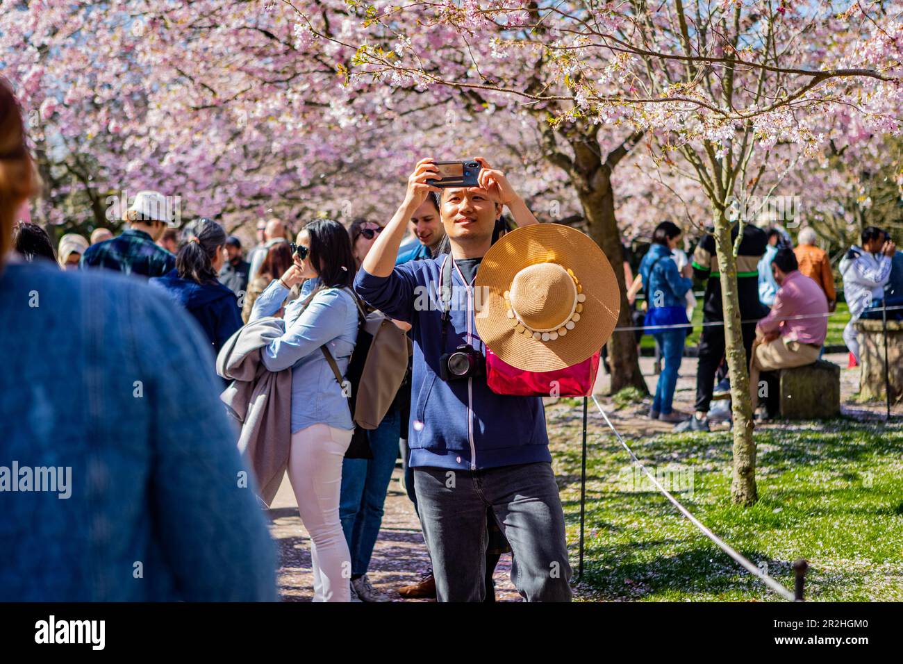 Le persone che visitano la fioritura primaverile dei ciliegi al cimitero di Bispegjerg a Copenaghen, Danimarca Foto Stock