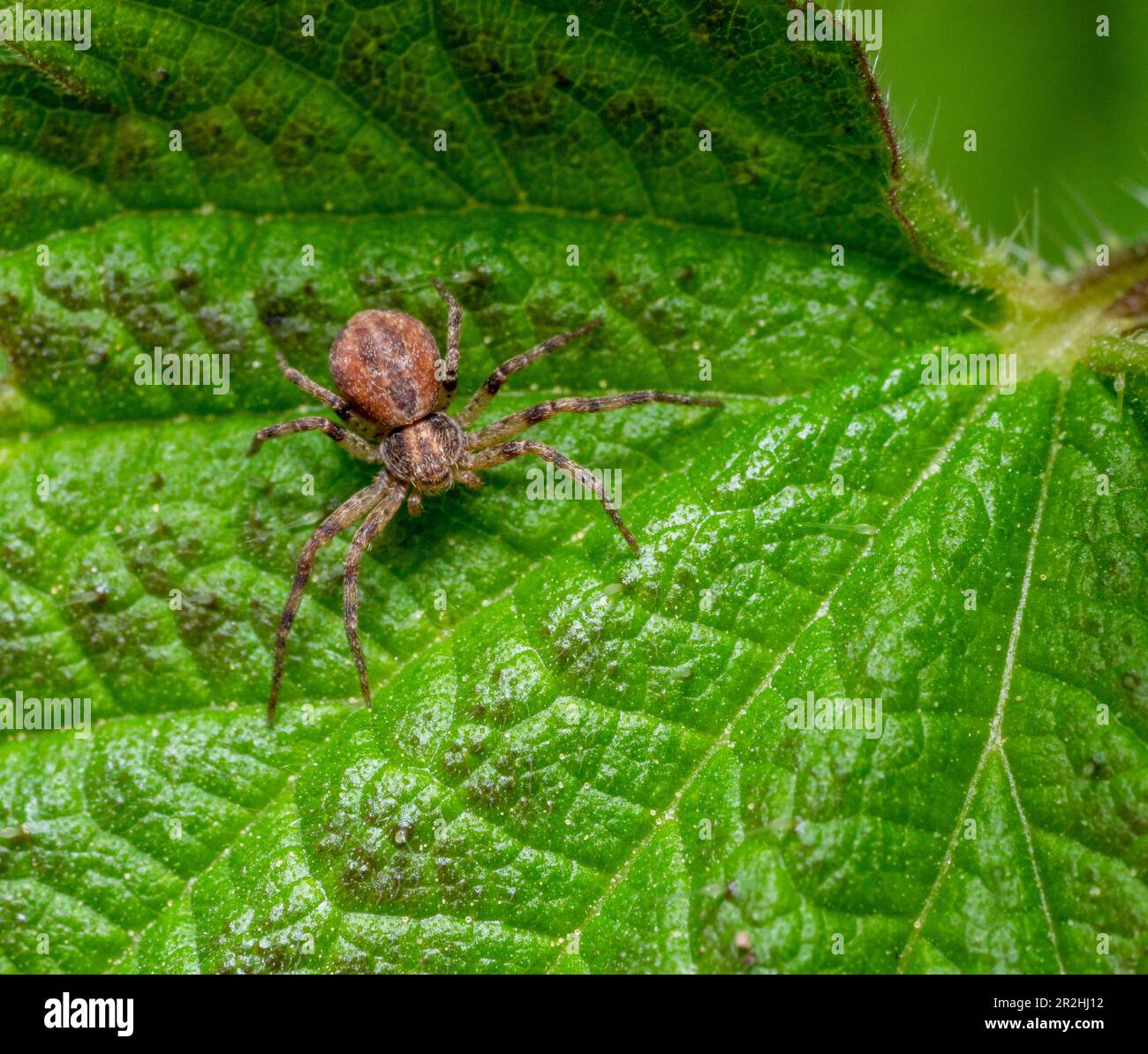 Colpo ad angolo alto di un ragno di granchio su una foglia di ortica verde Foto Stock