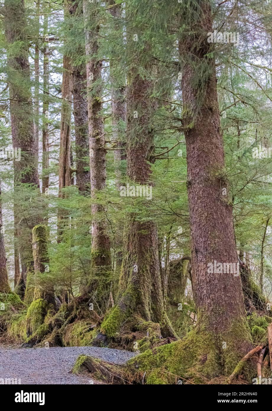 Foresta pluviale temperata a Sitka, Alaska Foto Stock