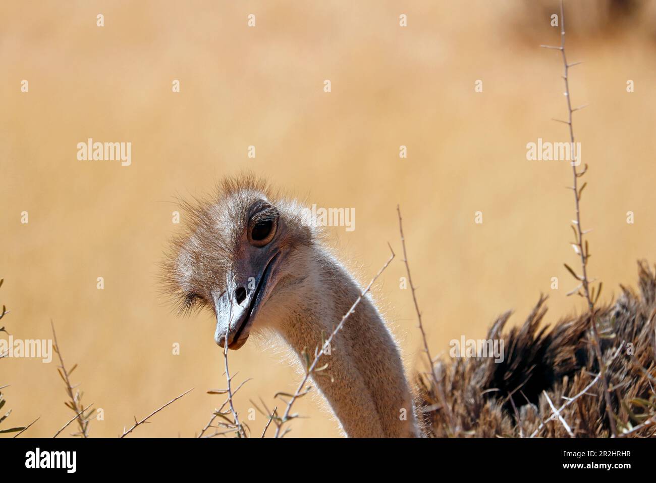 Namibia; Namibia centrale; regione di Hardap; Kalahari; struzzo femminile; Primo piano della testa Foto Stock