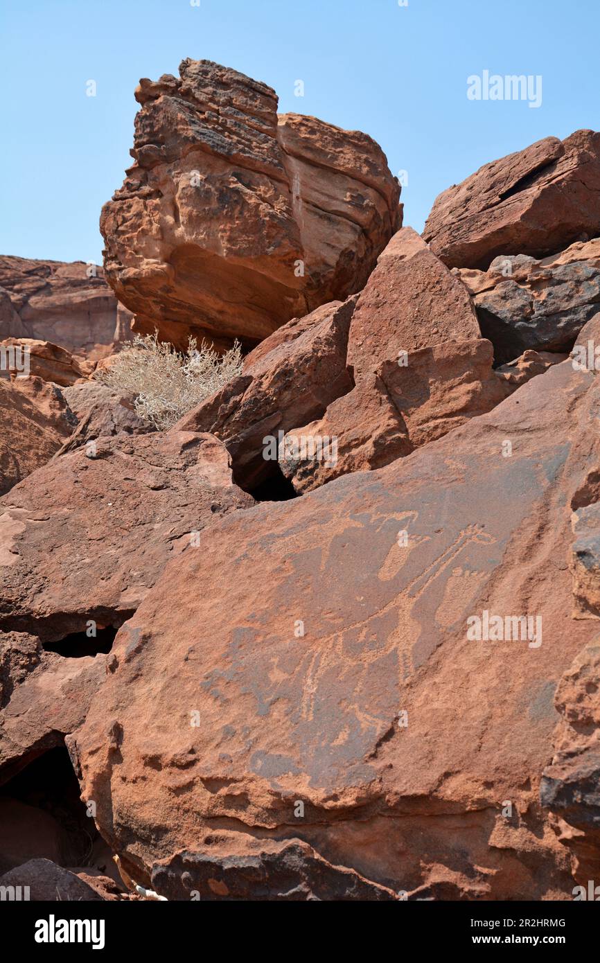 Namibia; Regione di Kunene; Namibia settentrionale; Damaraland; Valle di Twyfelfontein; Incisioni rupestri con giraffa, altri animali e impronte Foto Stock