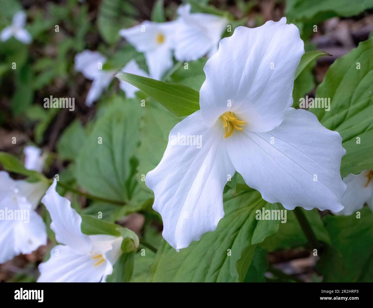 Trilliums che crescono lungo il bordo di un bosco in una giornata di primavera nella rurale Taylors Falls, Minnesota USA. Foto Stock