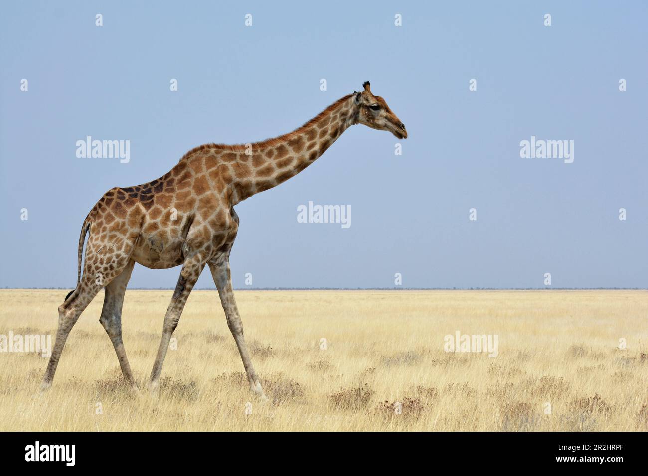Namibia; Regione di Oshikoto; Namibia settentrionale; parte orientale del Parco Nazionale di Etosha; Giraffe si aggira attraverso la steppa di erba Foto Stock