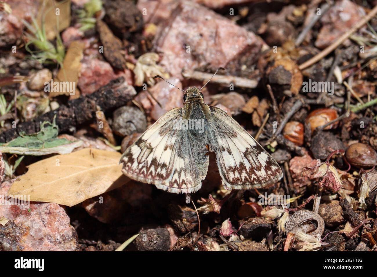 Maschio skipper bianco settentrionale o Heliopetes ericetorum riposati a terra in un cortile a Payson, Arizona. Foto Stock