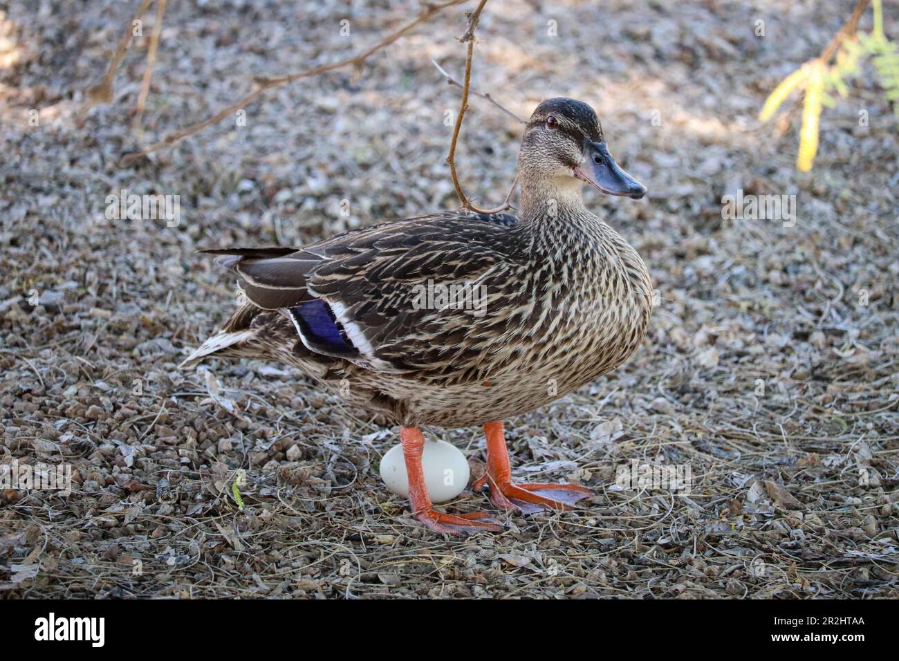 Allardo femminile o platyrhynchos Anas con un uovo al ranch d'acqua Riparian in Arizona. Foto Stock