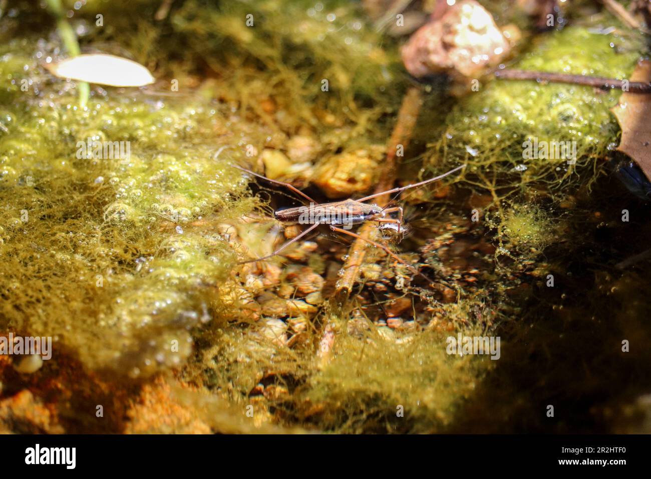 Caccia al remigis Aquarius o allo strider d'acqua comune in un torrente presso il percorso del Payson College in Arizona. Foto Stock