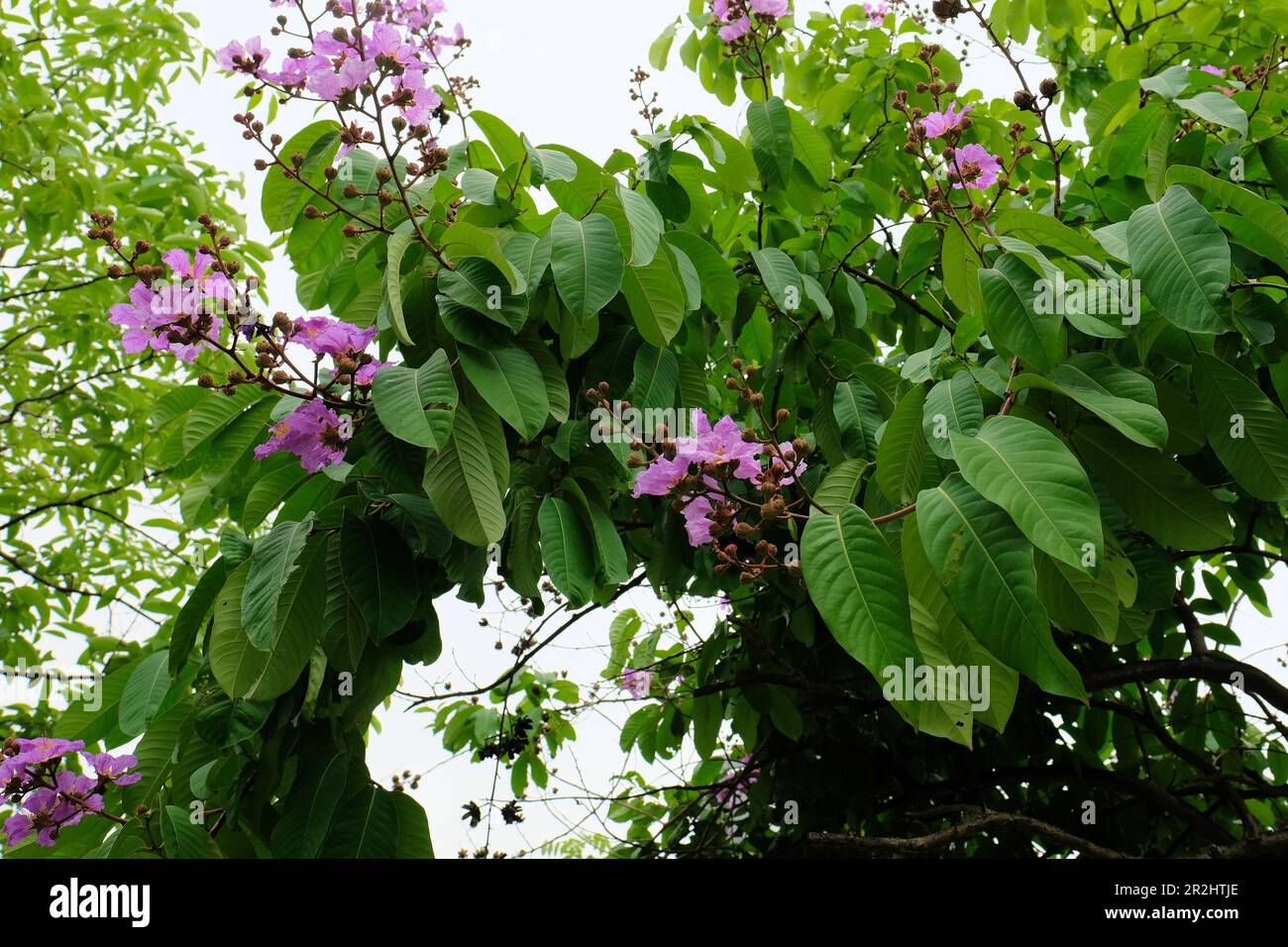 Una Lagerstroemia fiorente speciosa o Pride of India Myrtle colza gigante; un albero ornamentale deciduo con fiori rosa o viola. Foto Stock