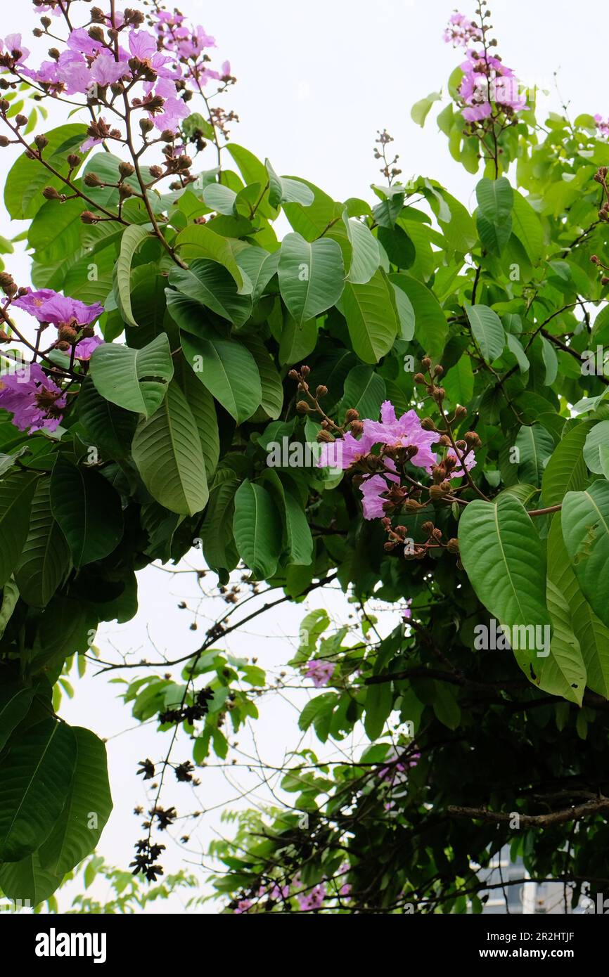 Una Lagerstroemia fiorente speciosa o Pride of India Myrtle colza gigante; un albero ornamentale deciduo con fiori rosa o viola. Foto Stock