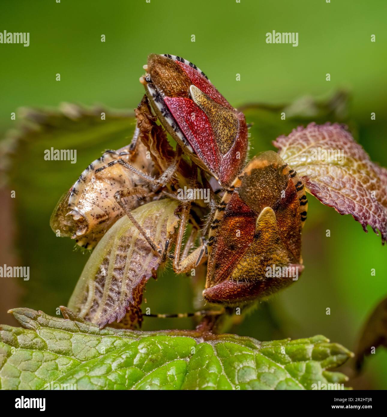 Macro shot che mostra un sacco di insetti sciabici in un ambiente naturale Foto Stock