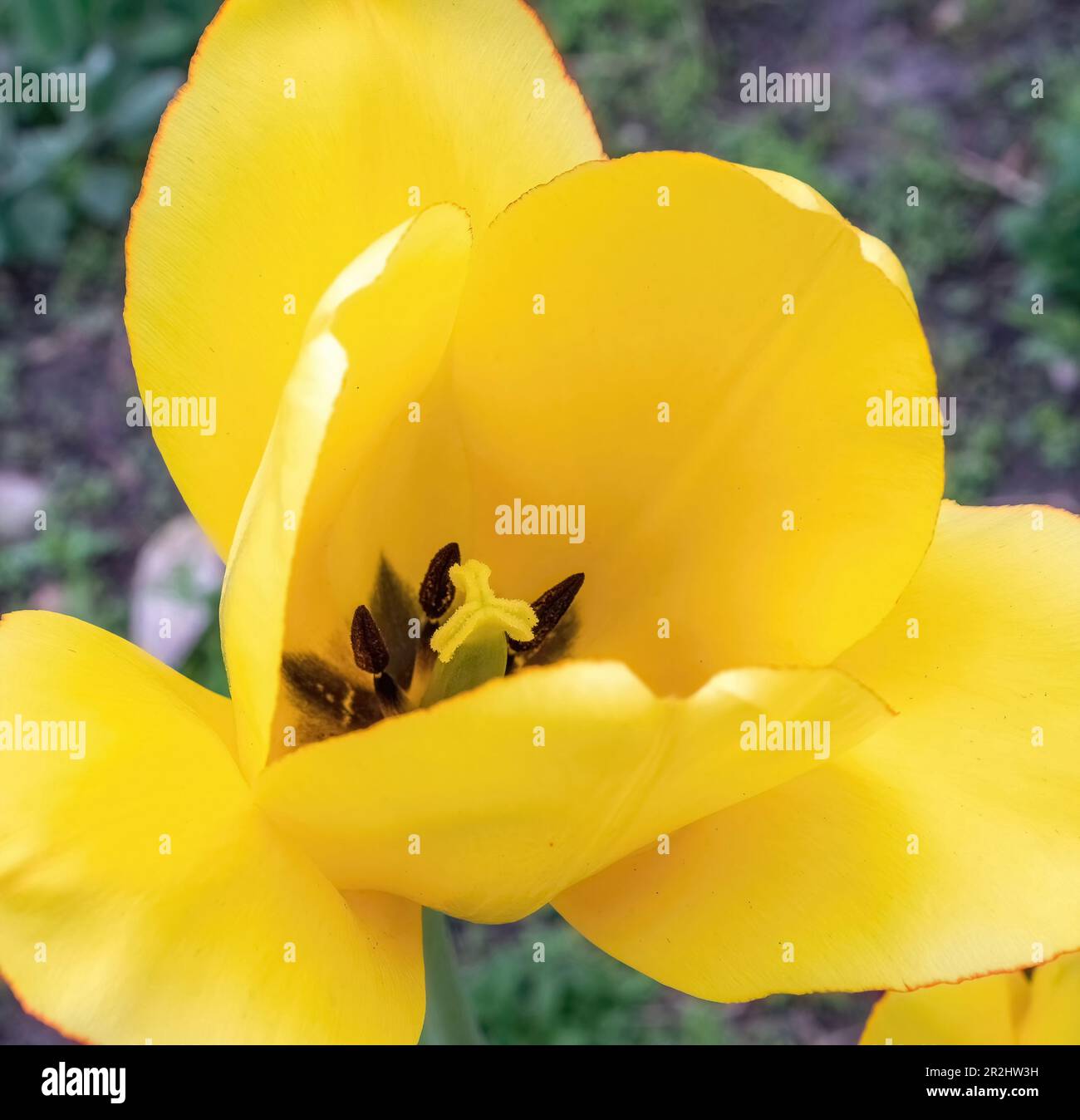 Primo piano di un tulipano giallo in piena fioritura in un giardino primaverile a Taylors Falls, Minnesota USA. Foto Stock