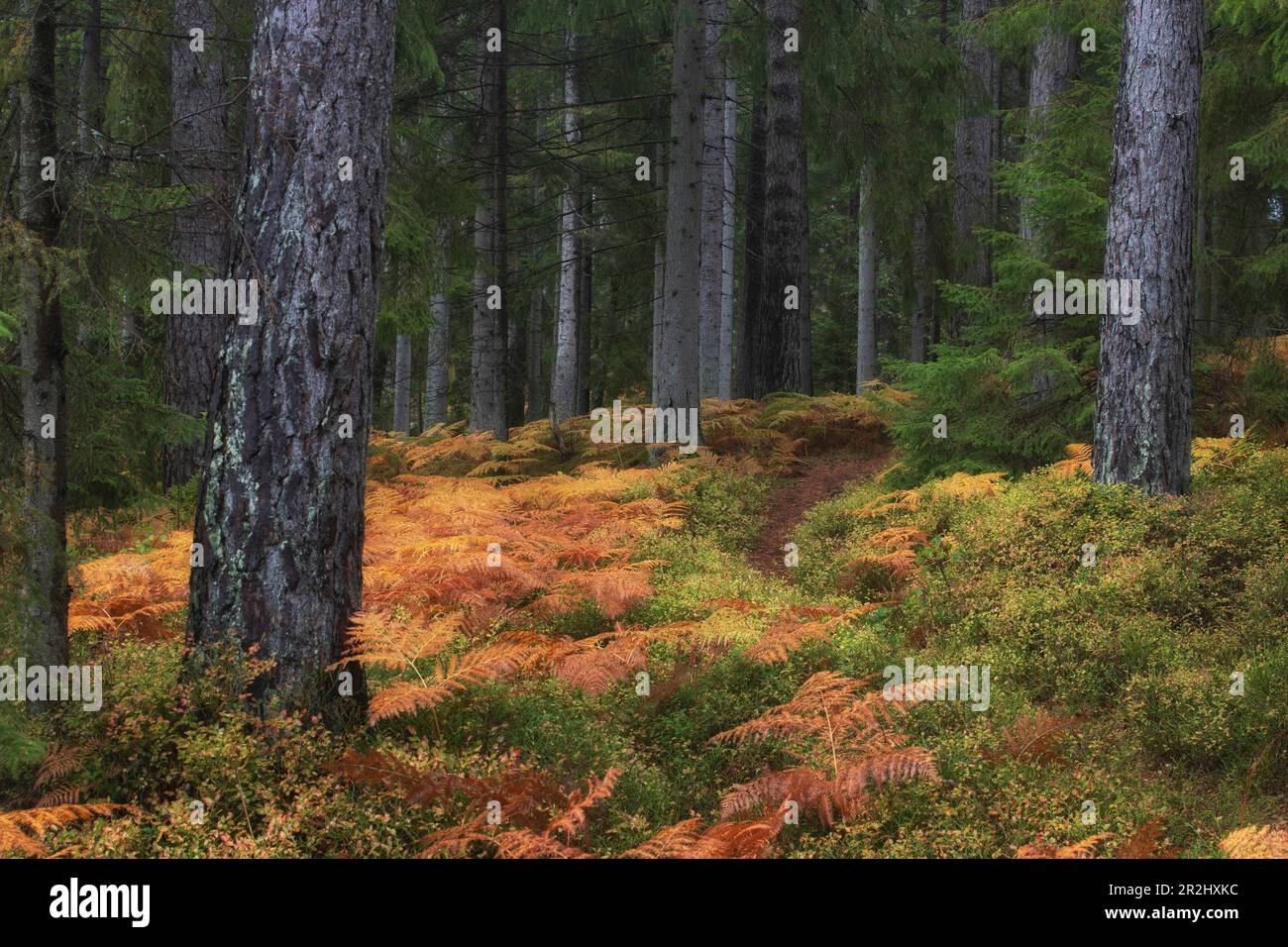 Piccolo sentiero attraverso la foresta. Felce autunnali a terra. No SkyKronoberg, Urshult, Svezia. Foto Stock