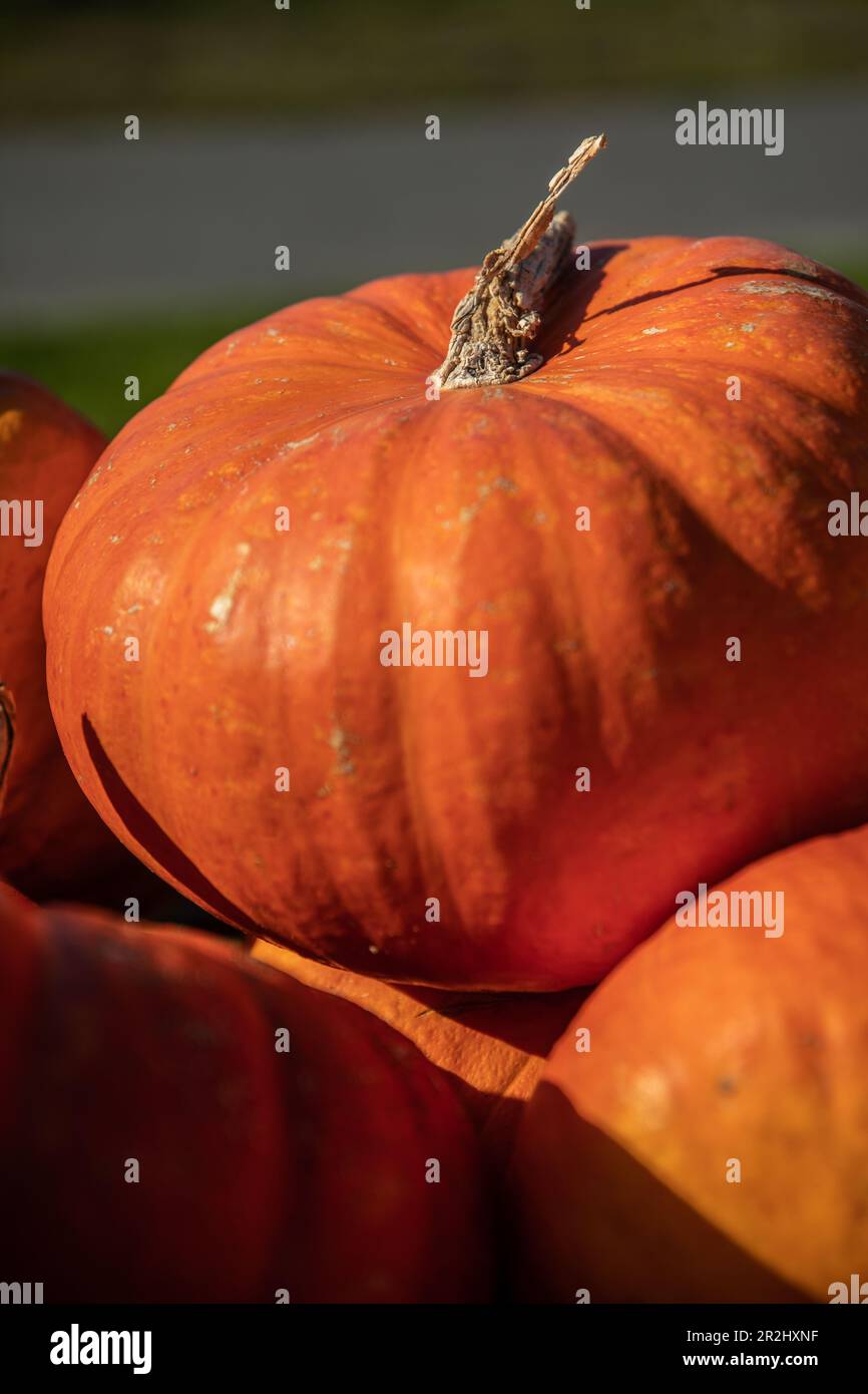 Primo piano di una zucca sul mucchio di zucca Foto Stock