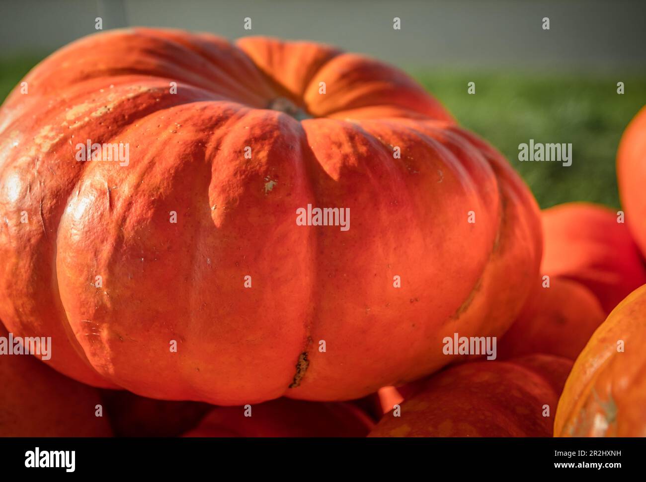 Primo piano di una zucca sul mucchio di zucca Foto Stock