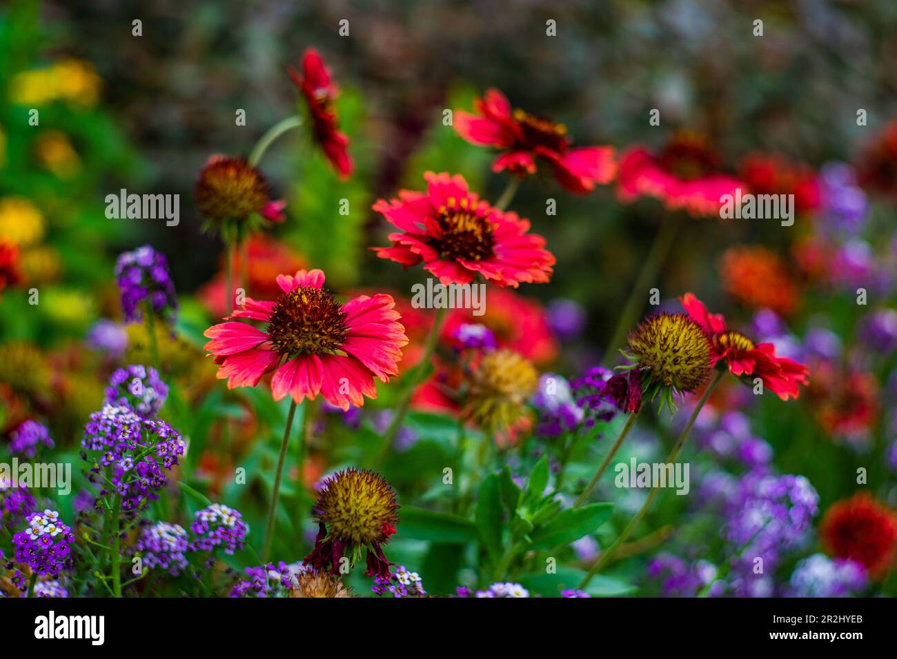 Alto oro e Borgogna Coreopsis Tinctoria Wildflowers nel giardino autunnale Foto Stock