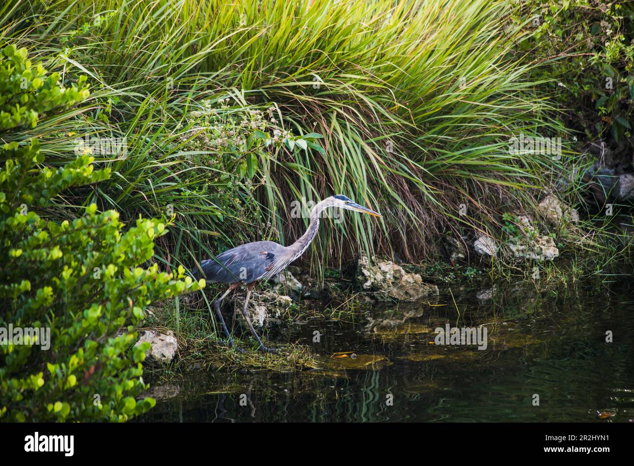 Parco nazionale delle Everglades, Florida, Stati Uniti d'America Foto Stock