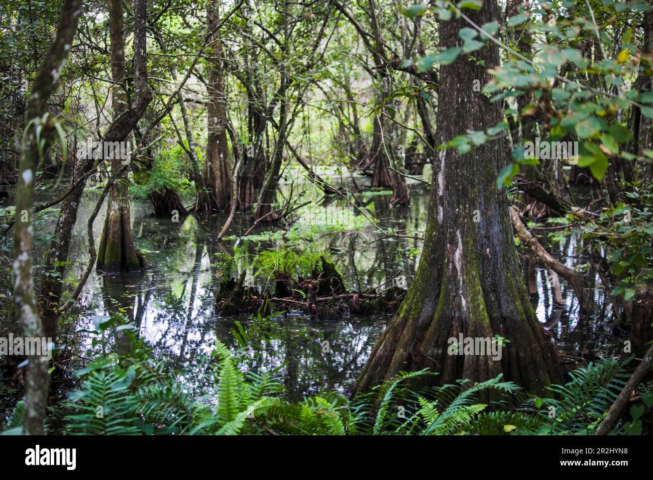 Everglades National Park in Florida USA Foto Stock