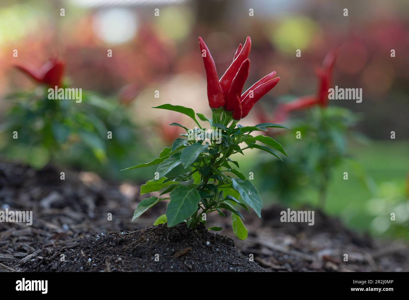 Piante di peperoncino che crescono in un giardino del Texas in primavera. Foto Stock