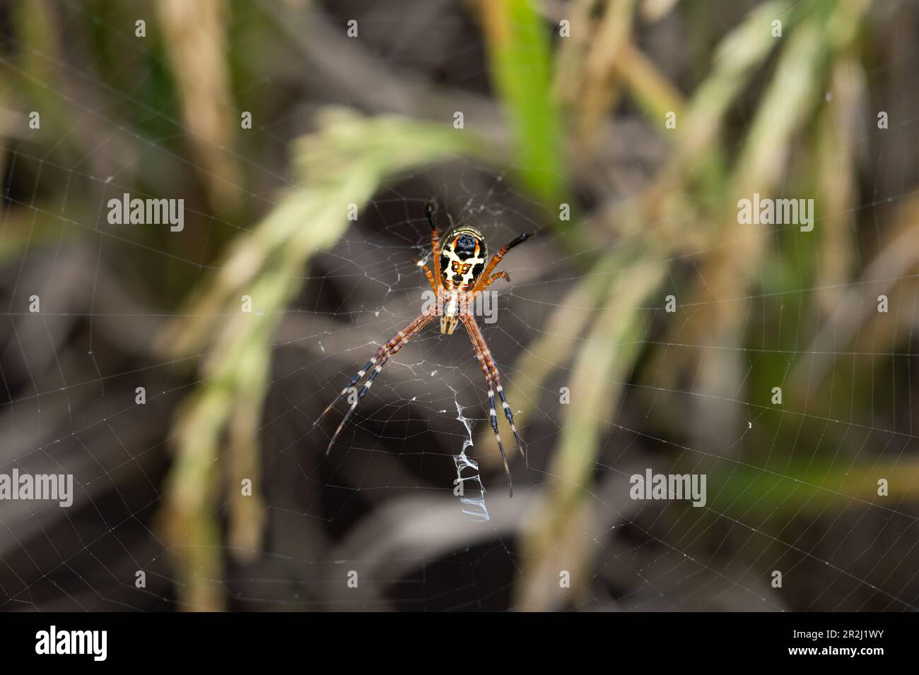 Un ragno d'erba (Argiope catenulata) nella sua rete, Giava Occidentale, Indonesia, Asia sudorientale, Asia Foto Stock