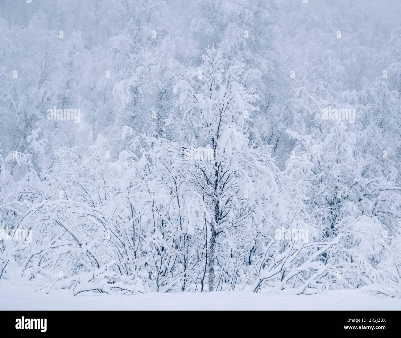 Splendidi alberi innevati in inverno, vicino a Sorli, Isola di Senja, Troms og Finnmark County, Norvegia, Scandinavia, Europa Foto Stock