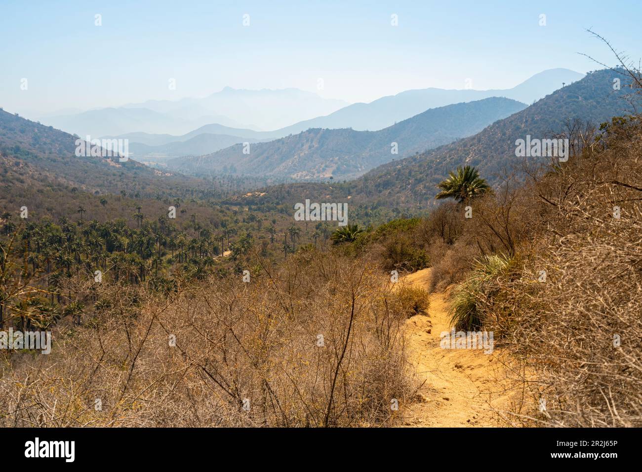 Sentiero escursionistico, settore Palmas de Ocoa, Parco Nazionale la Campana, Cordillera De la Costa, Provincia di Quillota, Regione di Valparaiso, Cile, Sud America Foto Stock