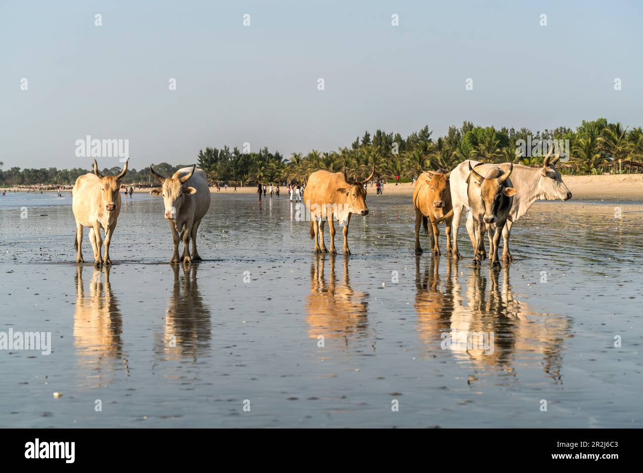Bestiame africano che vagano liberamente alla spiaggia in Sanyang, Gambia, Africa occidentale, Foto Stock