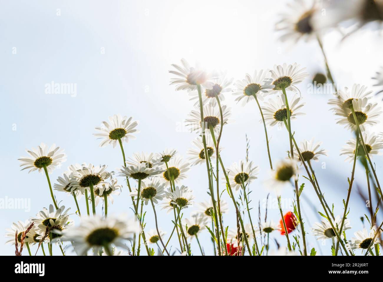 Marguerite (Leucanthemum vulgare) in controluce Foto Stock