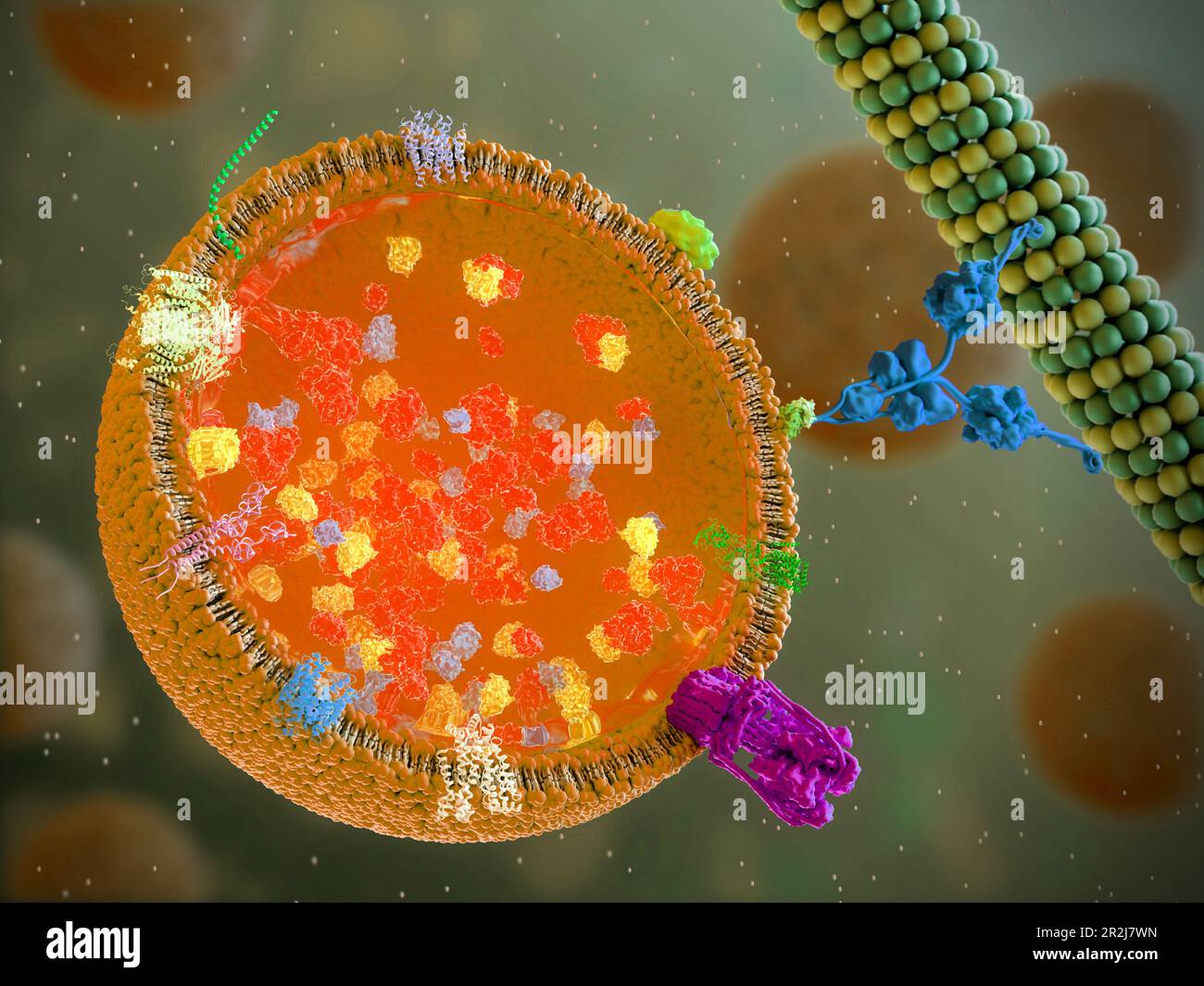 Lisosoma, illustrazione Foto Stock