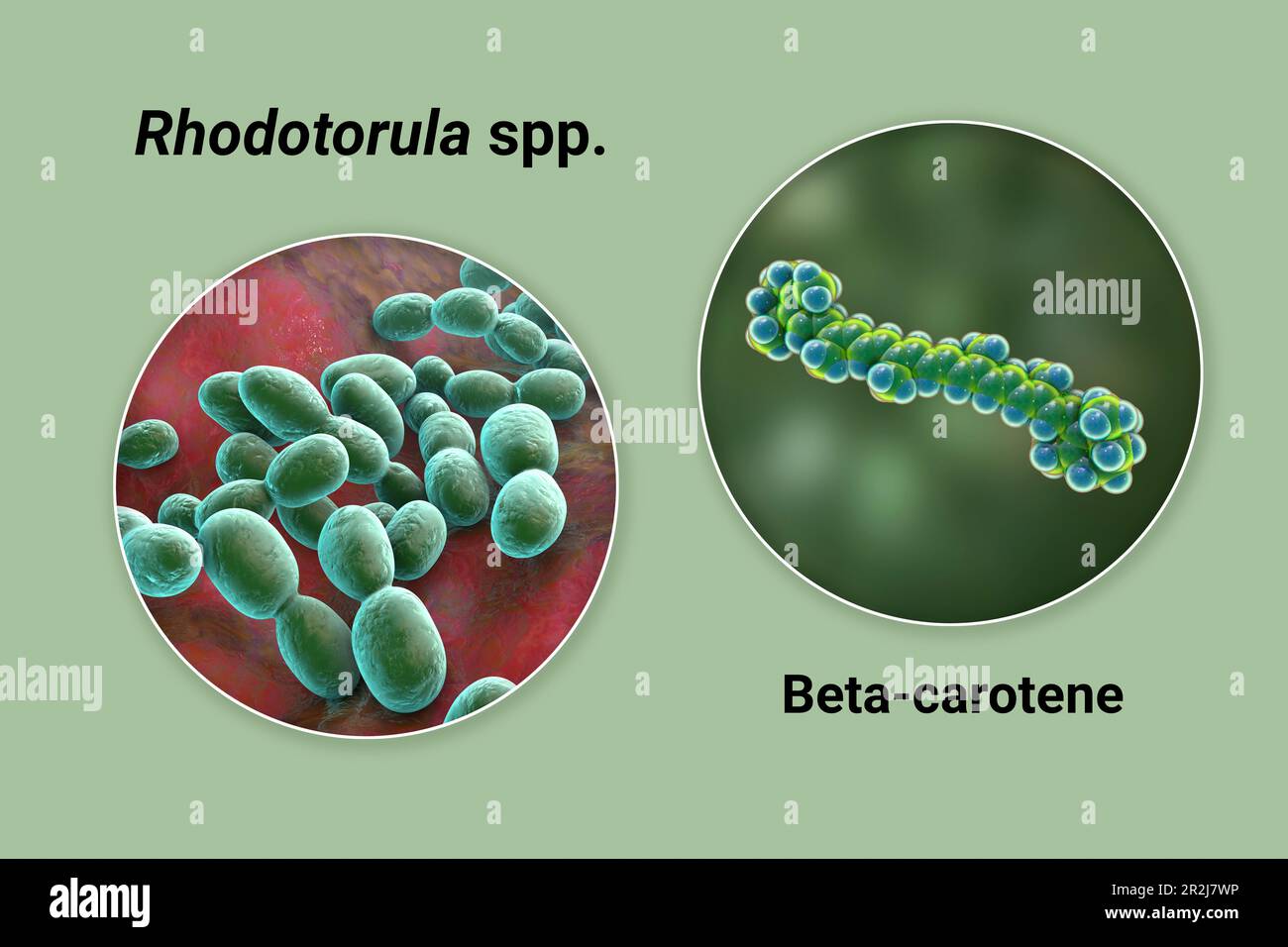 Rhodotorula funghi e molecola di beta-carotene, illustrazione Foto Stock