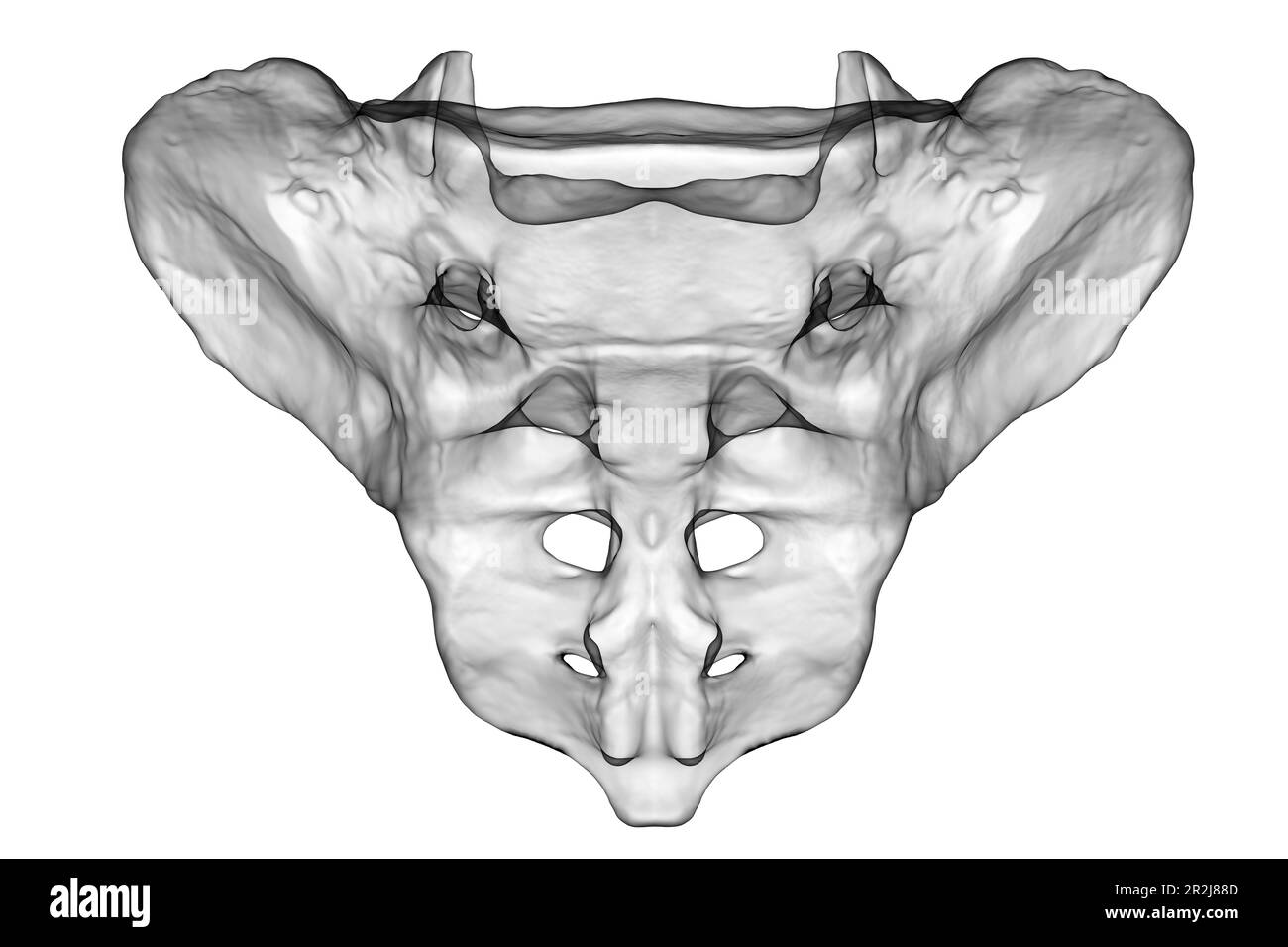 Illustrazione computerizzata dell'osso sacro, che ne mostra la forma, la struttura e le caratteristiche anatomiche. Vista frontale. Foto Stock